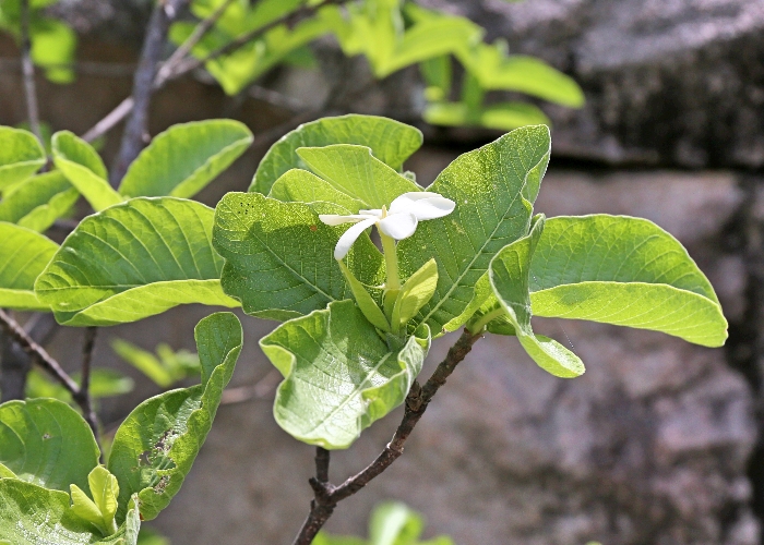 North Queensland Plants Rubiaceae